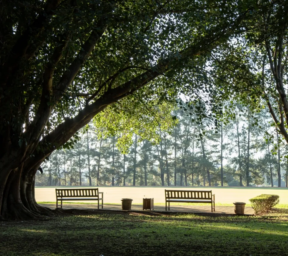 Dois bancos e uma árvore